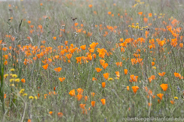 russian ridge